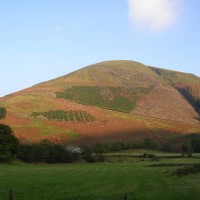 Rhododendron